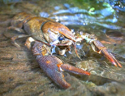 R-A Raczki Raczek Rak Relax oryginal USA kpl.5 szt Liczba sztuk 5 szt.