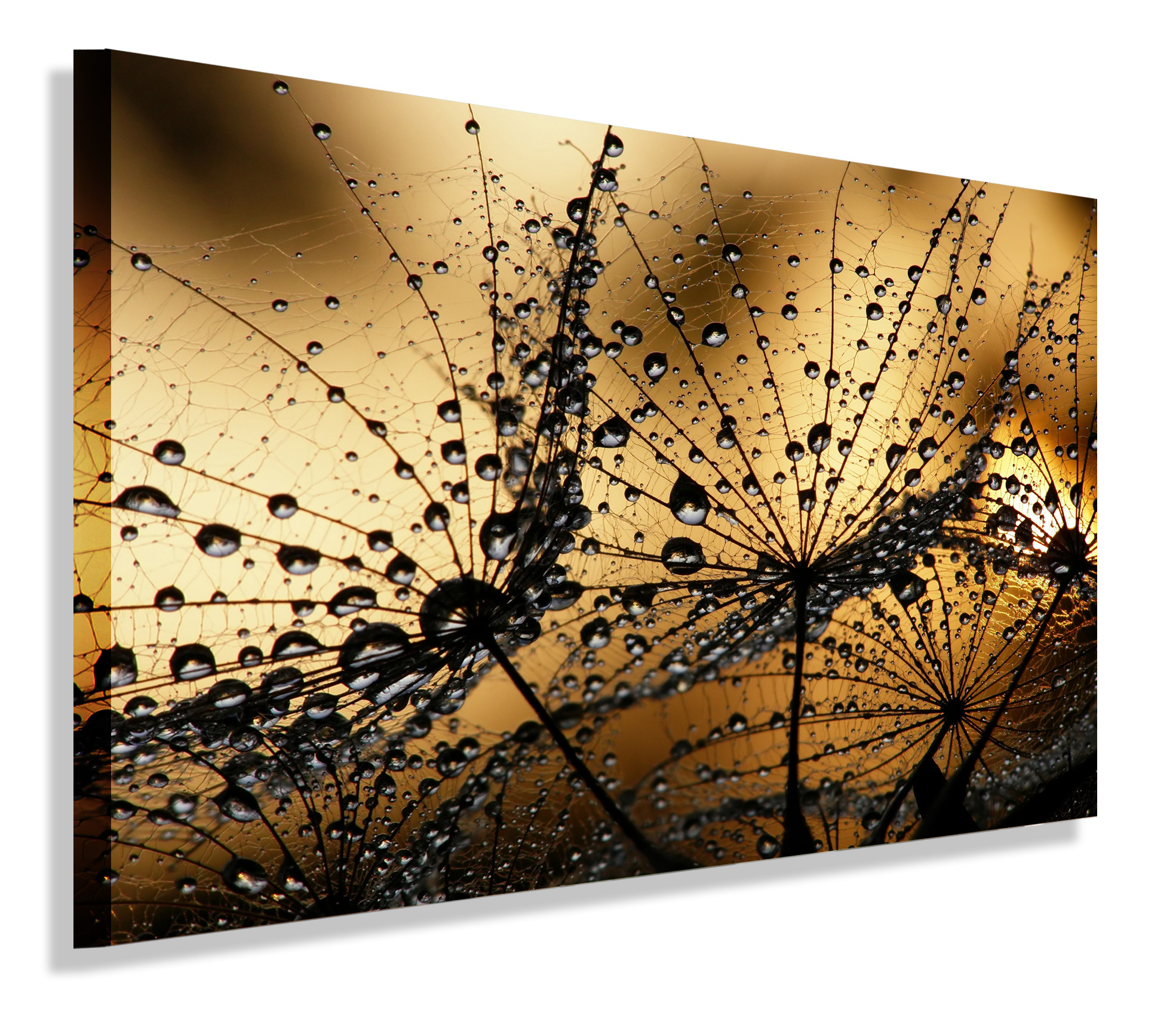 

Obraz Dmuchawiec Dmuchawce Do Salonu 150x100