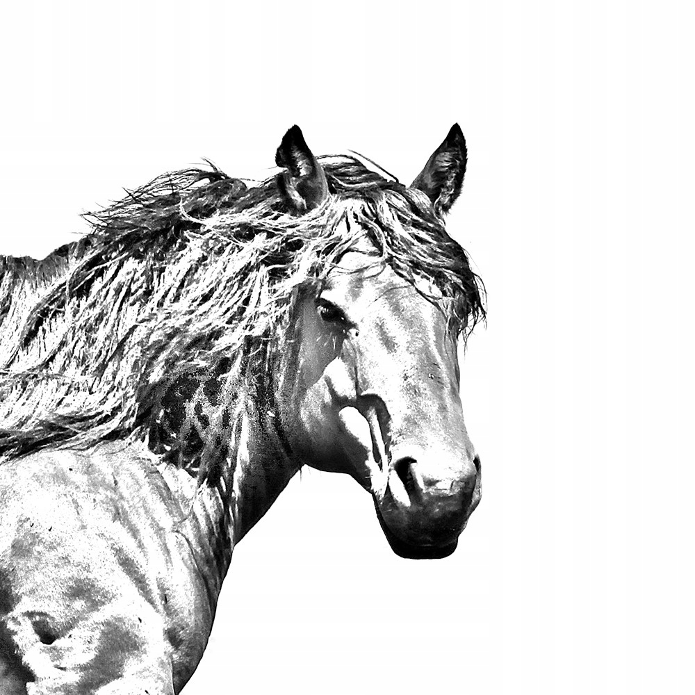 Baskijski koń górski Spinka do krawata łańcuszek Materiał inny