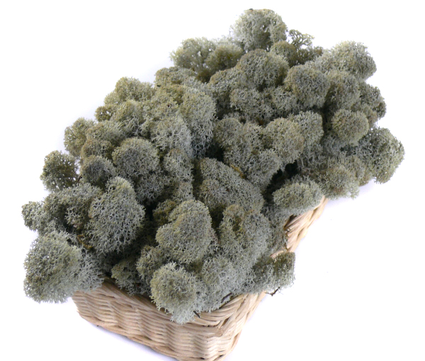 Mech CHROBOTEK RENIFEROWY 50g Silver Grey Marka MyFlowers