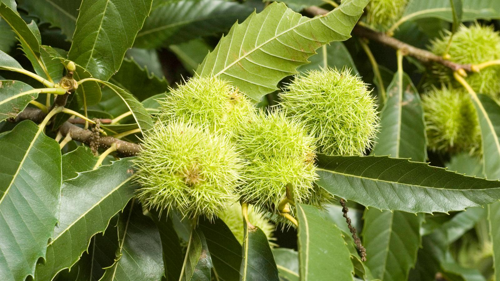 Castanea Sativa дерево