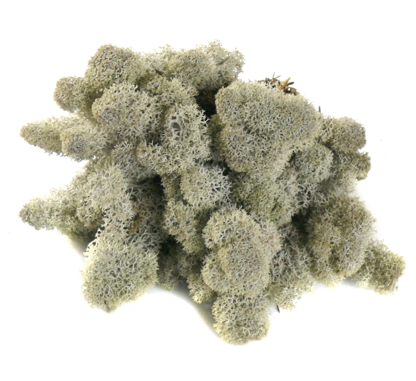 Mech CHROBOTEK RENIFEROWY 50g Silver Grey