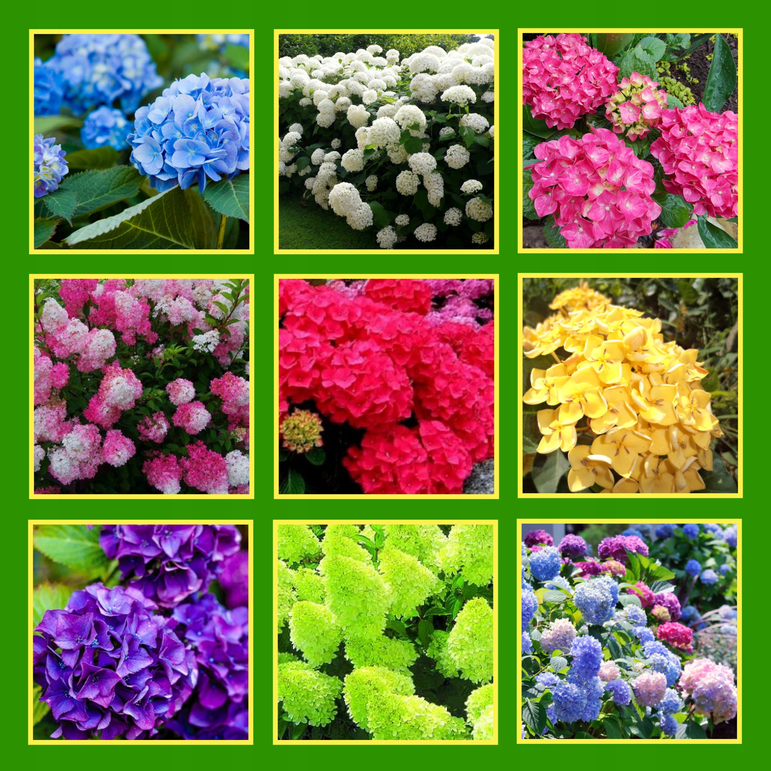 семена гортензии метельчатой.