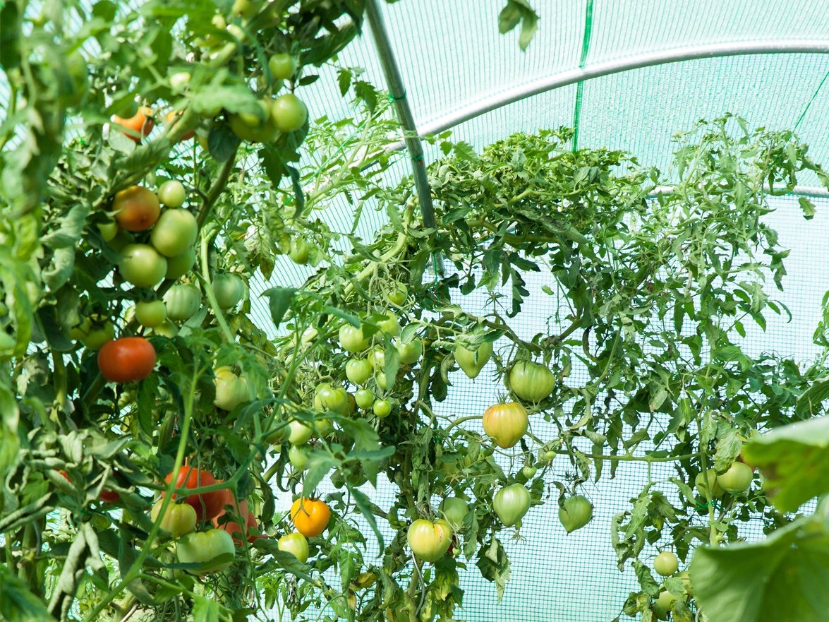 TUNEL FOLIOWY 200 x 300 cm FOLIAK SZKLARNIA NA WARZYWA 2x3m Producent Namaxa