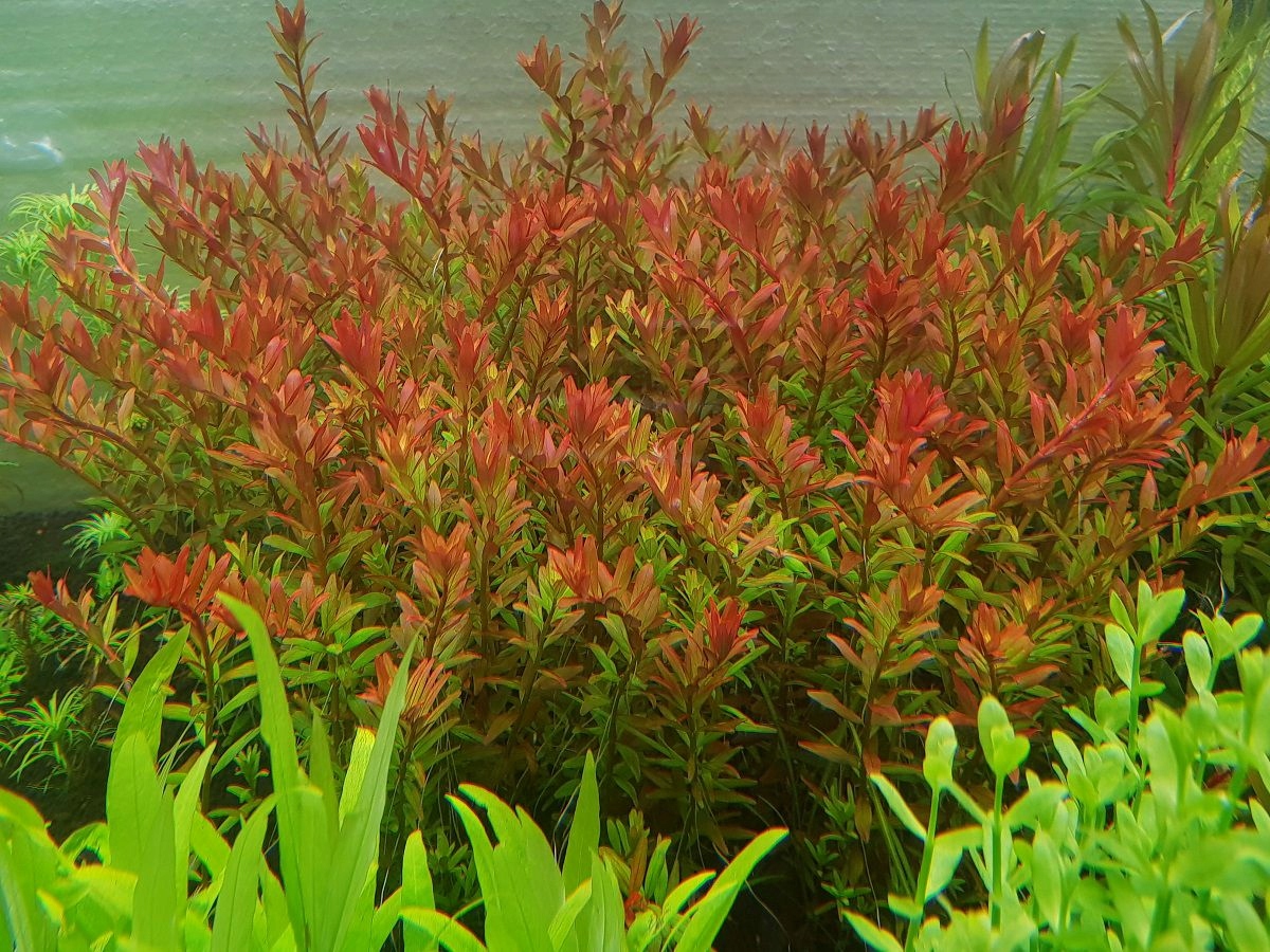 ROTALA ORANGE JUICE - 5 SZT. - hodowla podwodna