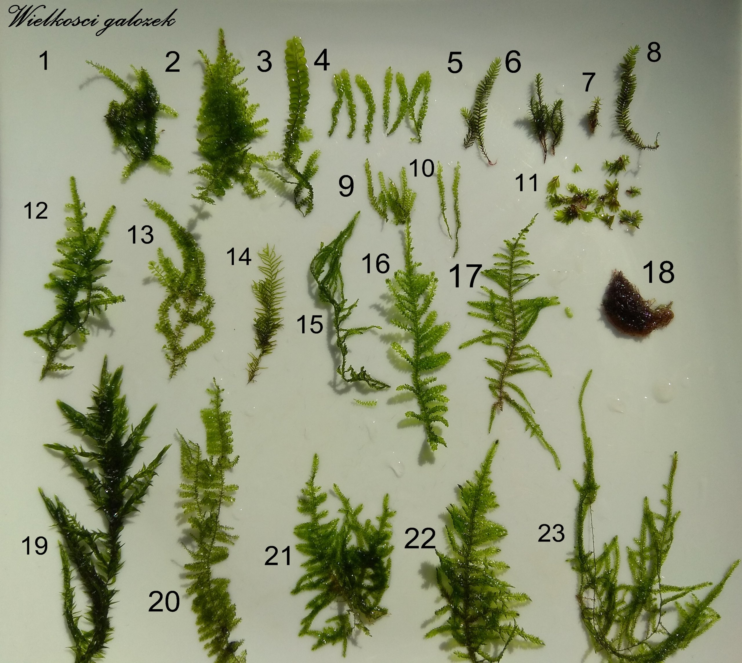 Moss Moss 23 odrôd veľké objemy z fibell