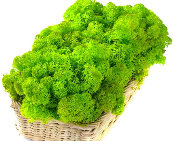 Mech CHROBOTEK RENIFEROWY 50g spring green Marka MyFlowers