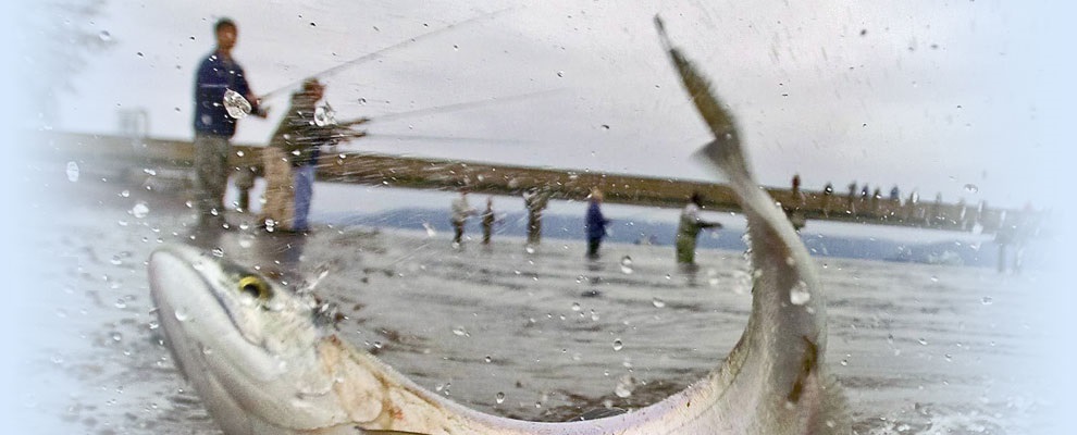 5 X DROP SHAD JASKÓŁKA 7,5 cm SUPER PRZYNĘTA EXO 1 Kod producenta 475-703