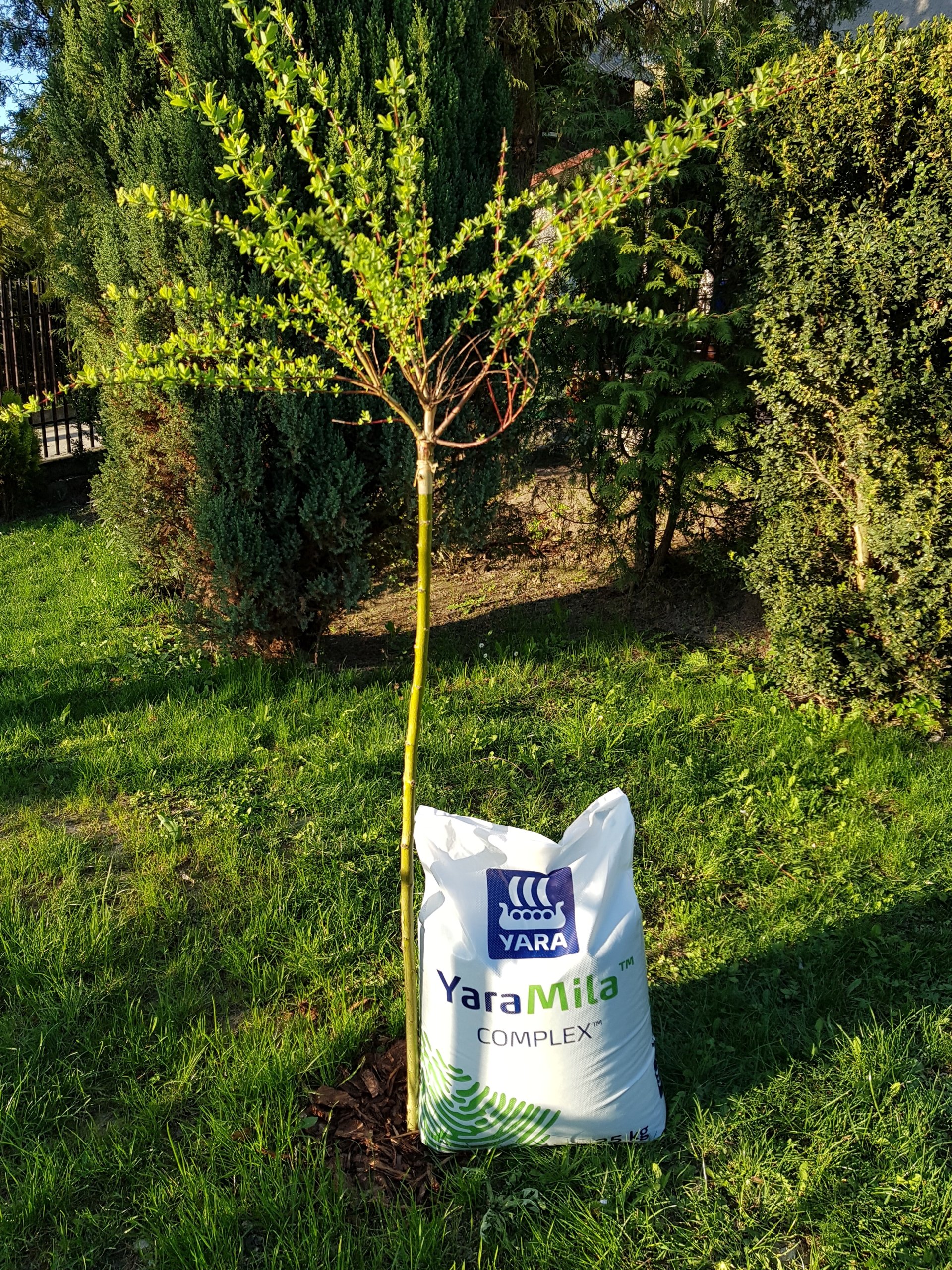 YARA MILA COMPLEX 25KG NAWÓZ HYDROCOMPLEX uniwersalny trawnik trawników NPK EAN (GTIN) 5902288225937