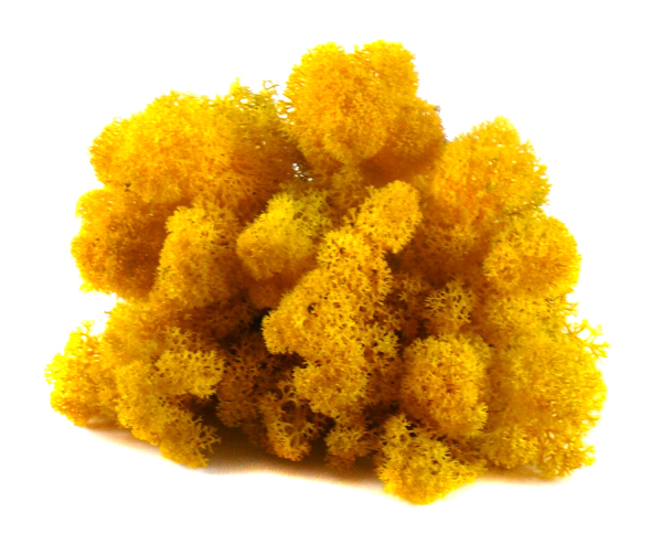 Mech CHROBOTEK RENIFEROWY 50g Yellow