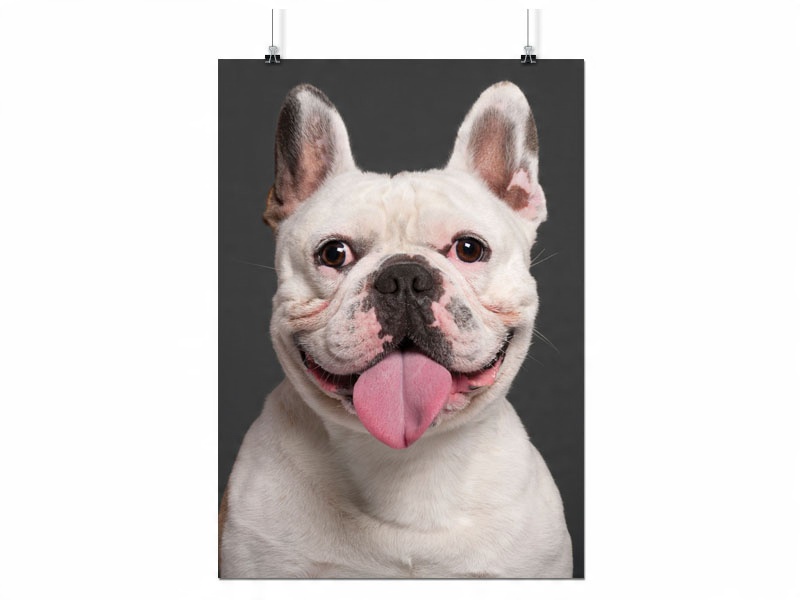 

Plakat Buldog Pies Psy 100x130 CM 16 Wzorów Matowy