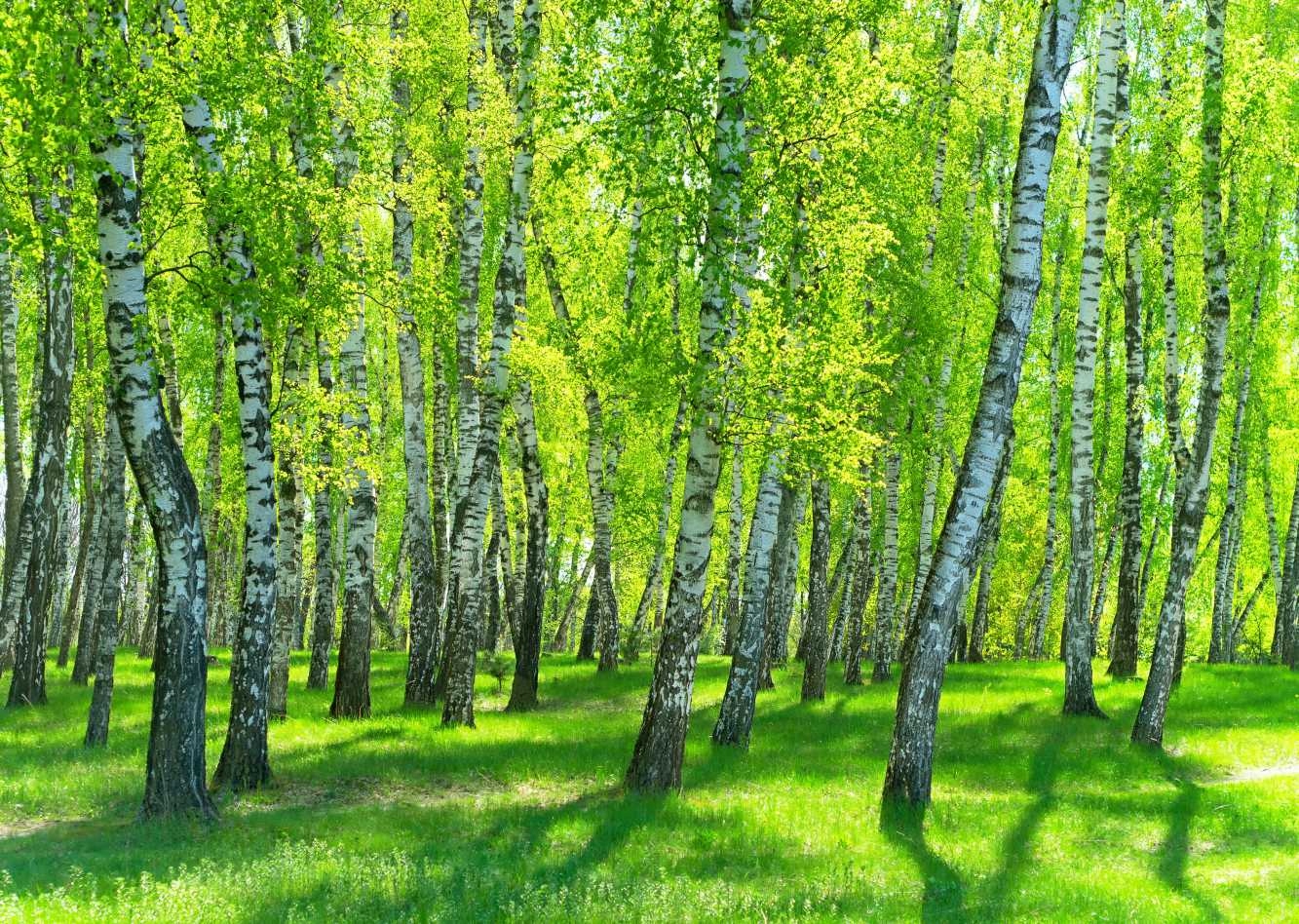 

Fototapety 3D Las Drzewa Fizelina Maxwybór 200x133