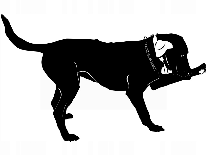 

Naklejka na ścianę Pies Labrador 62 x 100 cm