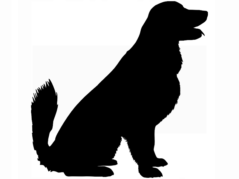 

Naklejka na ścianę ścienna Pies Retriever 50x50 cm