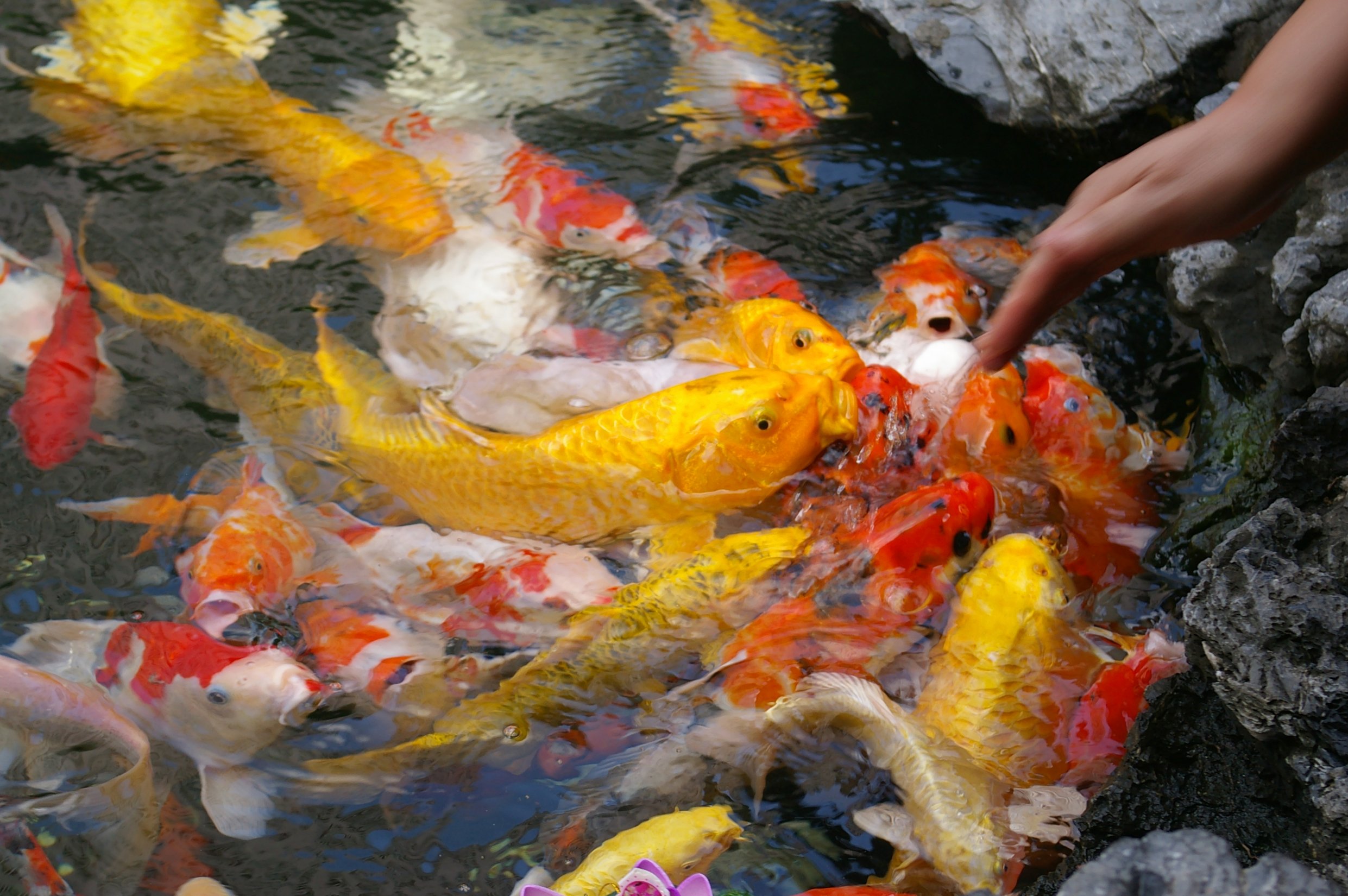 POKARM KARMA DLA RYB KARPI KOI NA OCZKO WODNE MIX EAN (GTIN) 5902367964078