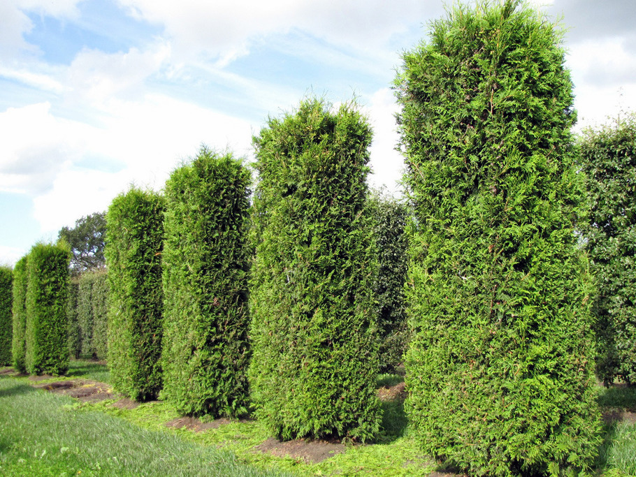 Как стричь тую брабант. Туя Брабант. Thuja occidentalis 'Brabant'. Стрижка туи Брабант. Стриженный Брабант.