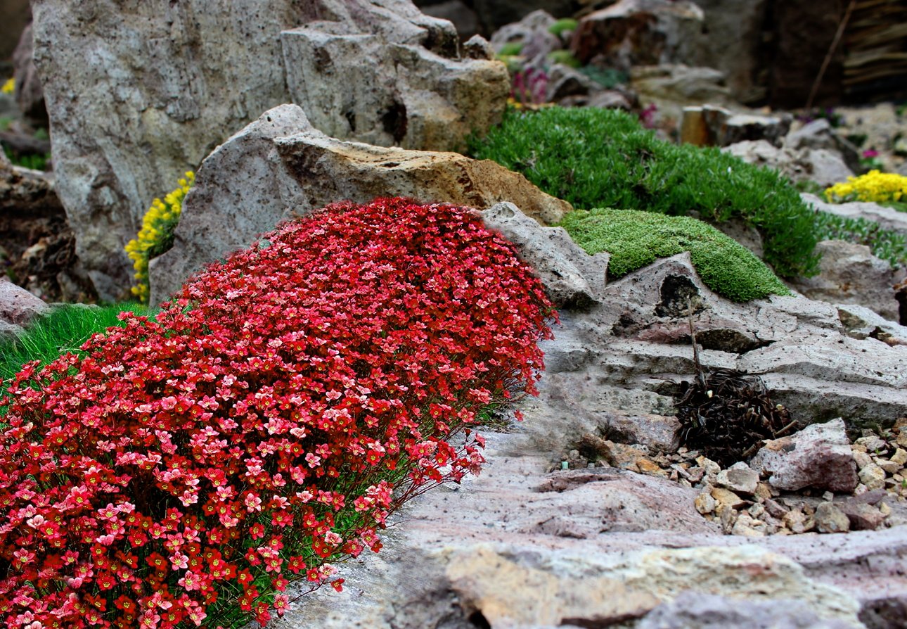 Камнеломка Арендса Highlander Red