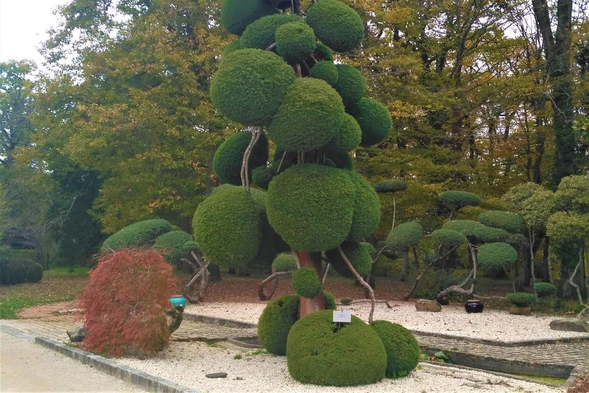 topiary v záhrade