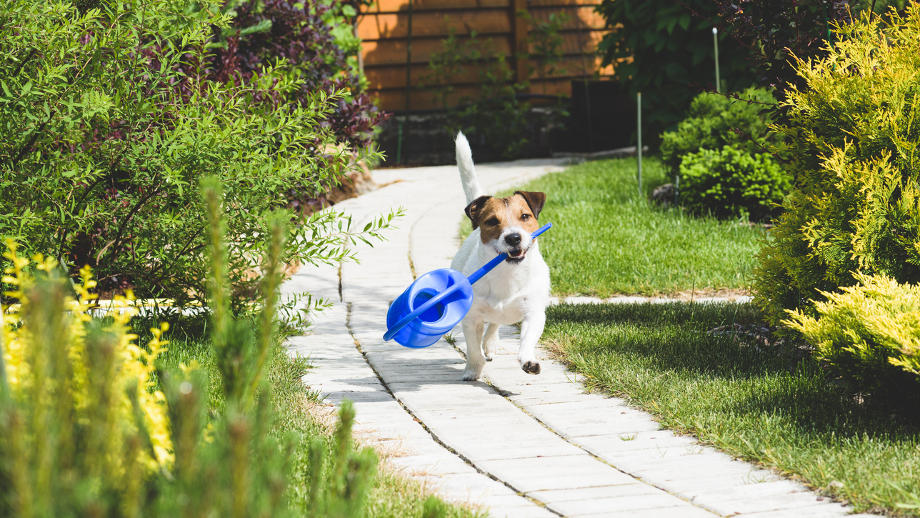 Pies W Ogrodzie Jak Zapobiec Stratom Allegropl