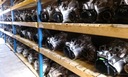 Коробка 6 передач grf vw golf vw touran 2,0 tdi4, купить из Польши