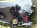 Vw golf 7 vii 5g6 хатч-бек 12-17r. бампер задний a1754, купить из Польши