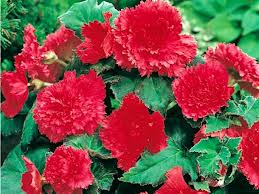 BEGONIA BULWIASTA STRZĘPIASTA CZERWONA / 1