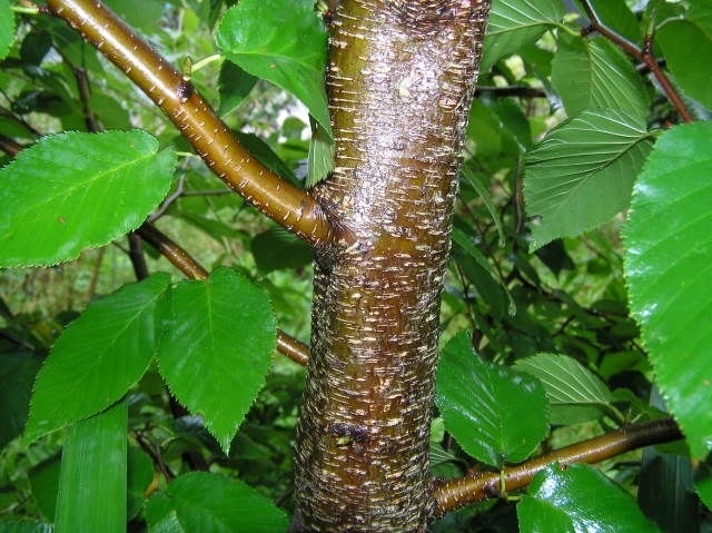 Brzoza Wiśniowa Cukrowa Betula Lenta 100 nasion