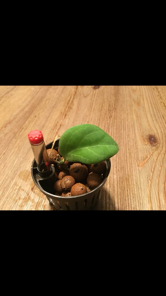 Hoya cutis, ukorzeniona