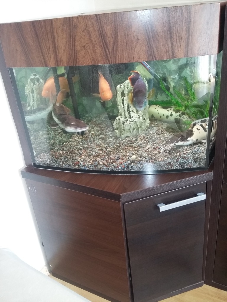  akwarium 250l rogowe panoramiczne +szafka