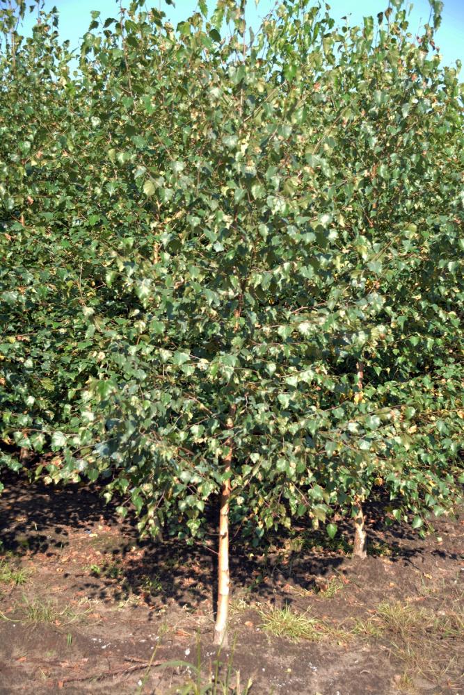 Brzoza Brodawkowata sadzonki 150 cm Betula Pendula