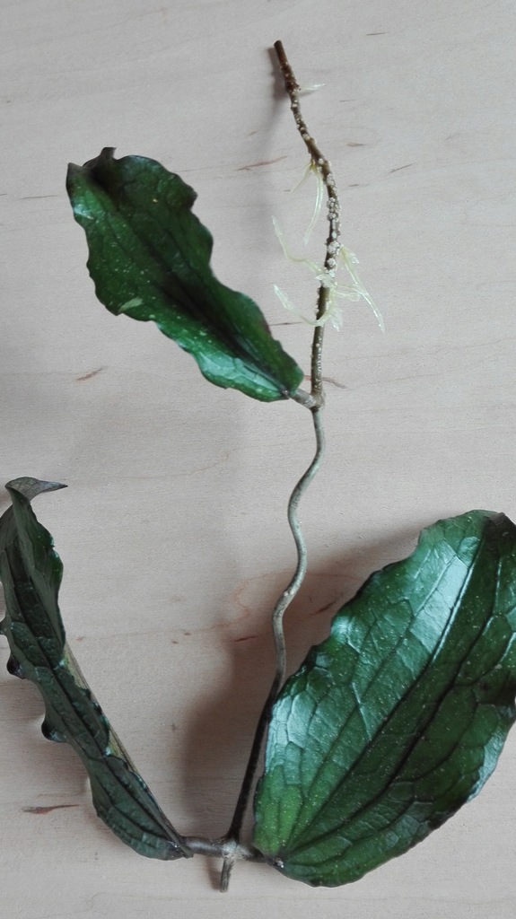 Hoya ERYTHRINA