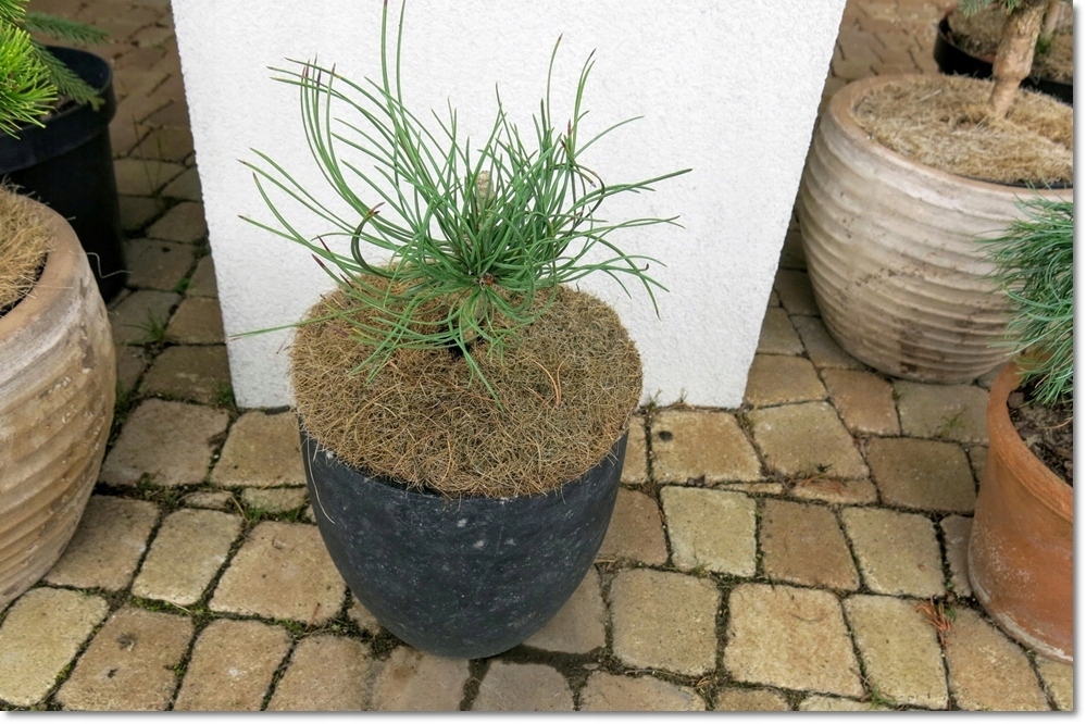 Pinus jeffreyi 'Kohout's Mini'- rarytas !