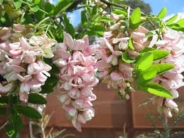 ROBINIA DECAISNEANA NA PNIU 110CM