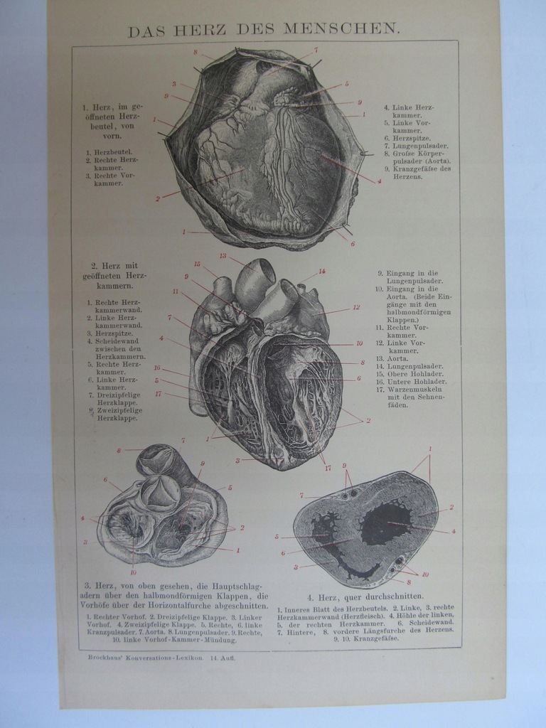 ANATOMIA SERCE CZŁOWIEKA rycina 1898 r.