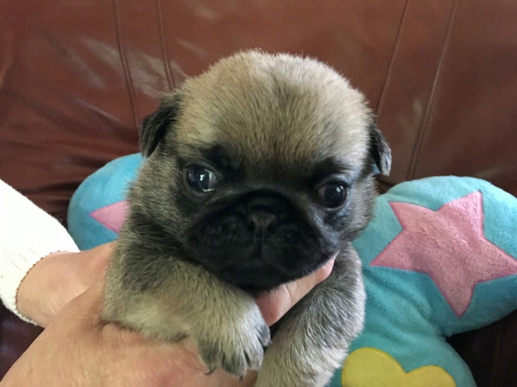 Mops Mopsy Po Champ. Znakomity Rod. FCI ZKwP Wawa 7494043610