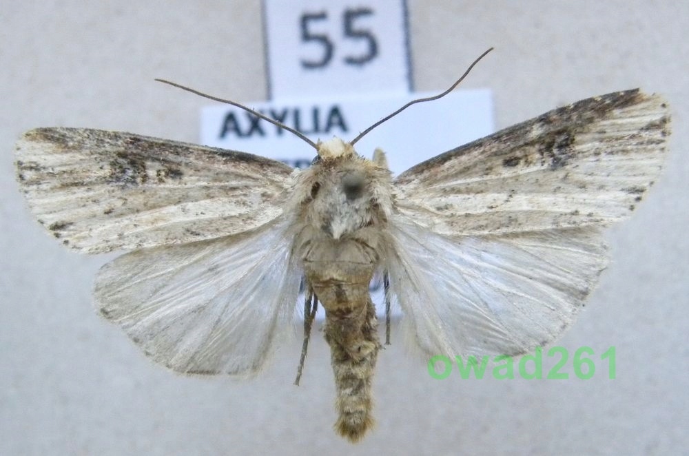 Axylia putris Rolnica zbutewka55