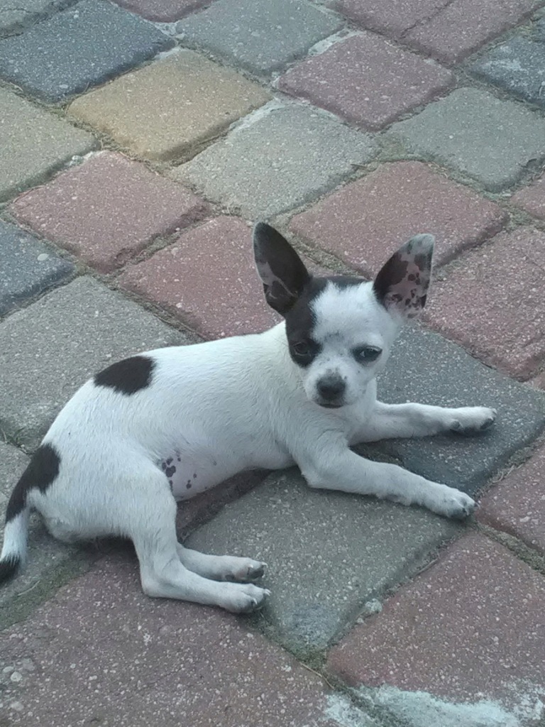 Chihuahua krótkowłosa