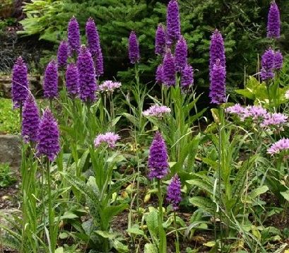 storczyk ogrodowy Dactylorhiza zimujący w gruncie