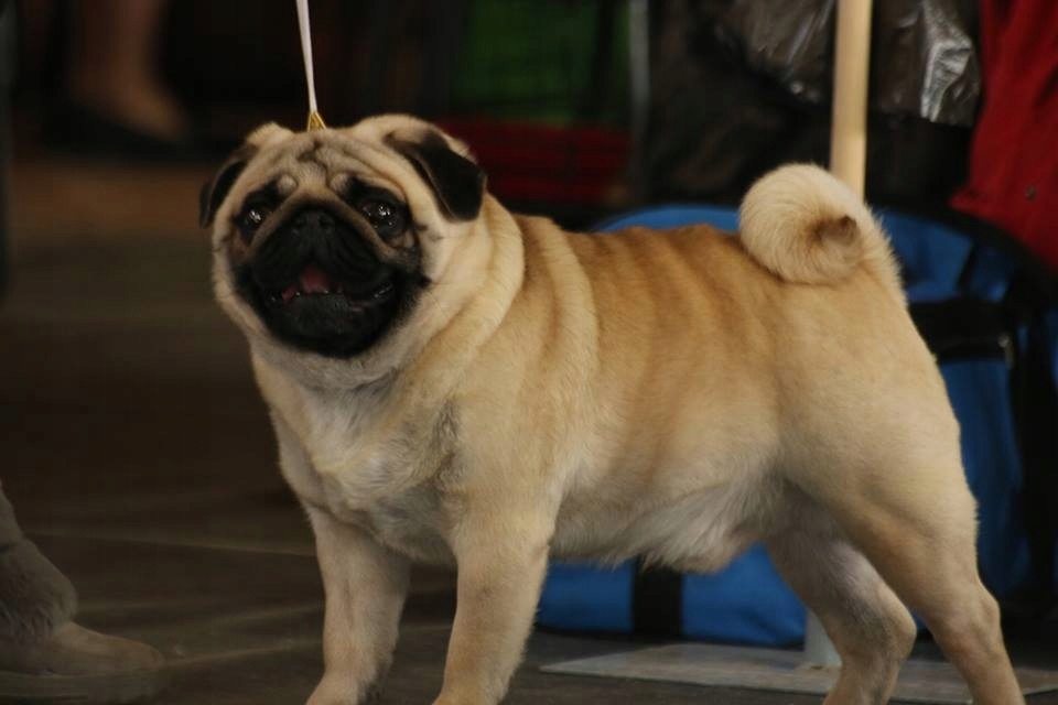 Mops Mopsy Po Champ. Znakomity Rod. FCI ZKwP Wawa 7494043610