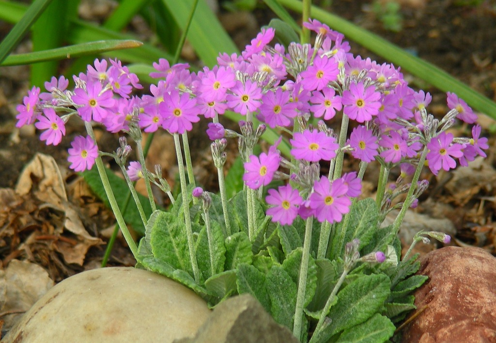 Pierwiosnek Primula frondosa