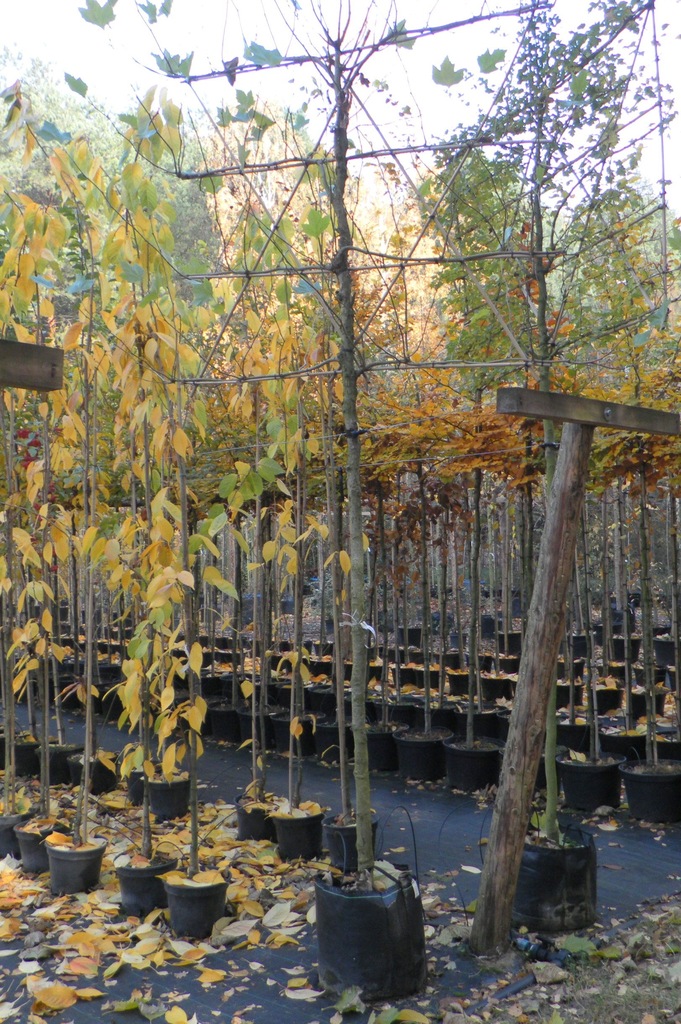 PLATAN KLONOLISTNY (PLATANUS HISPANICA) Formowany