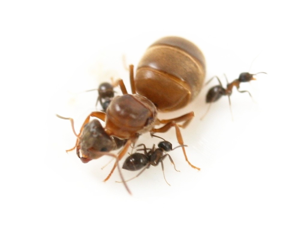 2X Mrówki, hodowla mrówek, Lasius brunneus OKAZJA