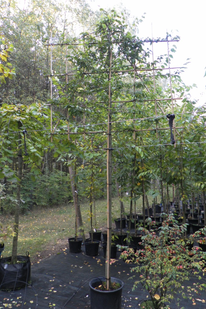 GRAB POSPOLITY (CARPINUS BETULUS) Formowany