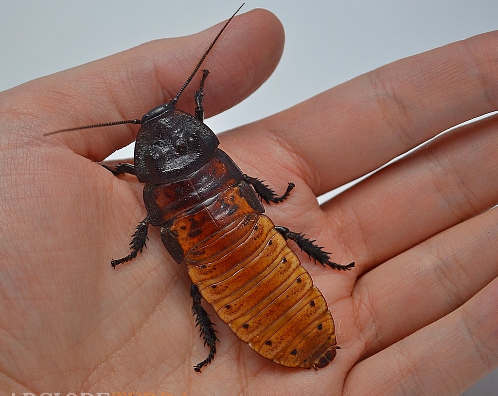 KARACZAN KARACZANY MADAGASKARSKIE 5-8cm 25 sztuk