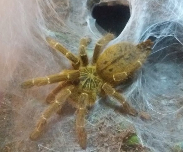 Ptasznik P.murinus TCF L2 SPIDER-ZONE + GRATIS