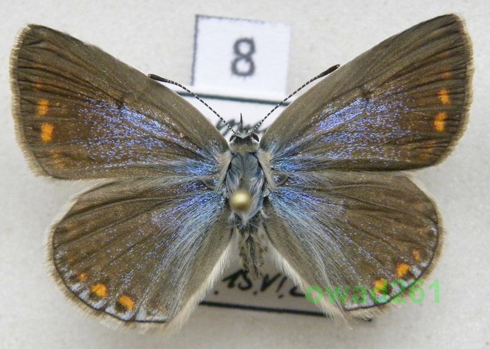 Polyommatus bellargus Modraszek adonis samica8