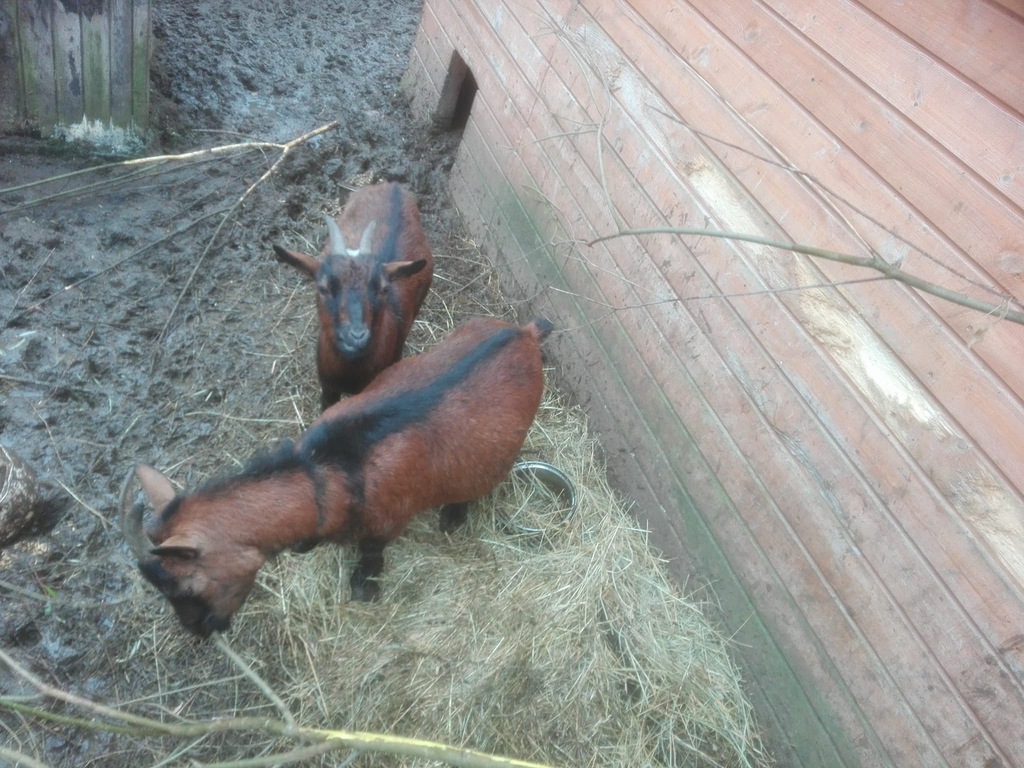 Kozy Kameruńskie Pilnie Sprzedam!!!!