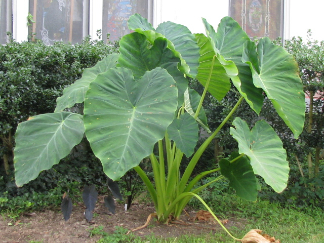KOLOKAZJA Colocasia esculenta TARO rosnąca bulwa