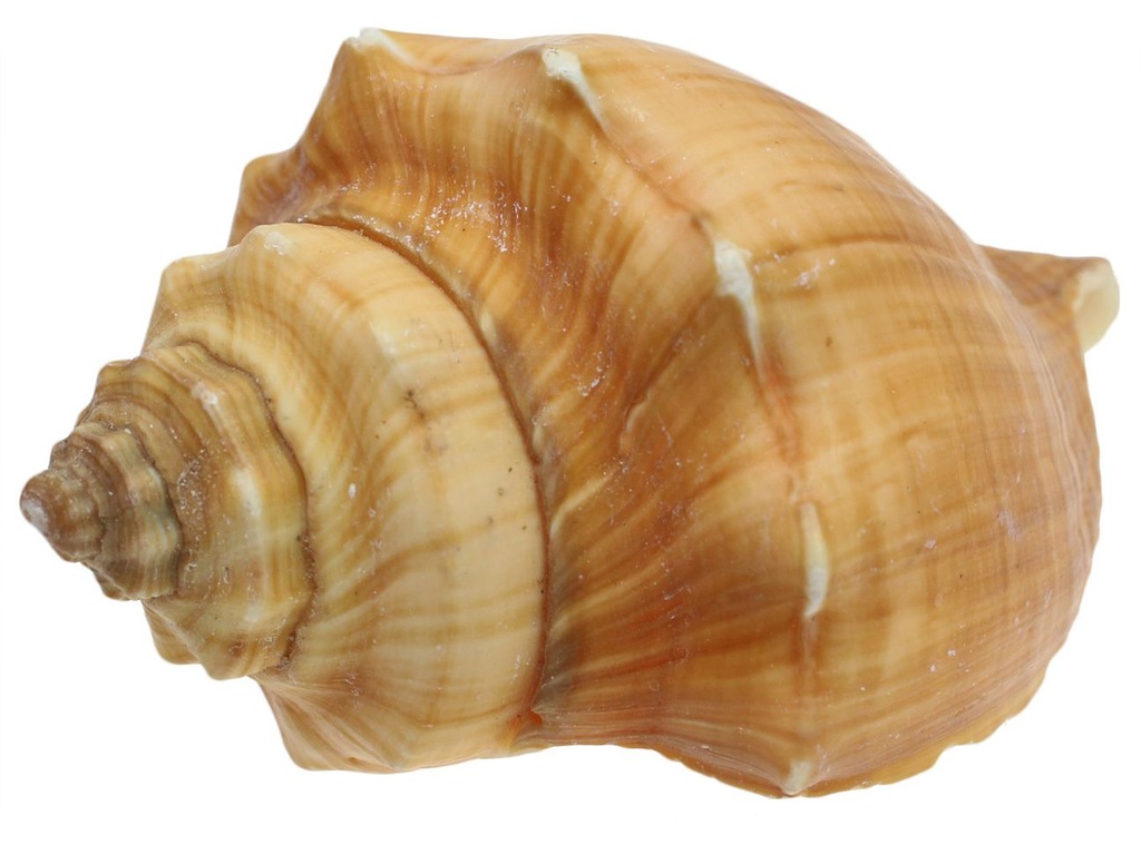 MUSZLA MUSZELKA ŚLIMA 6-10cm Naturalna Duża
