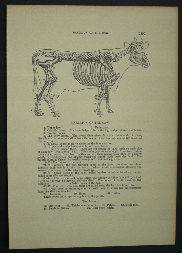 weterynaria, szkielet krowy, oryg. XIX w.